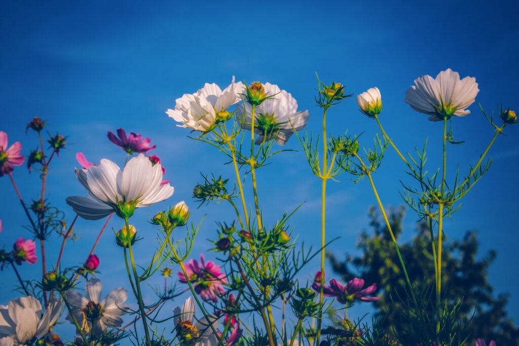 10 Stunning Flower Garden Ideas to Transform Your Outdoor Space
